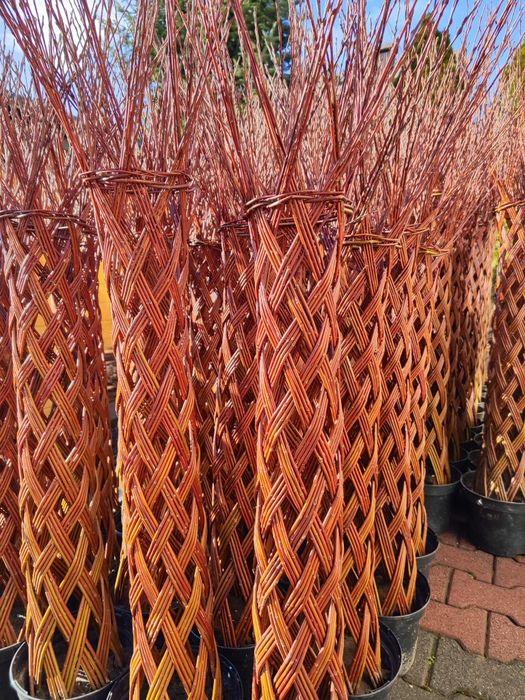 Wierzba pleciona, drzewko wiklinowe