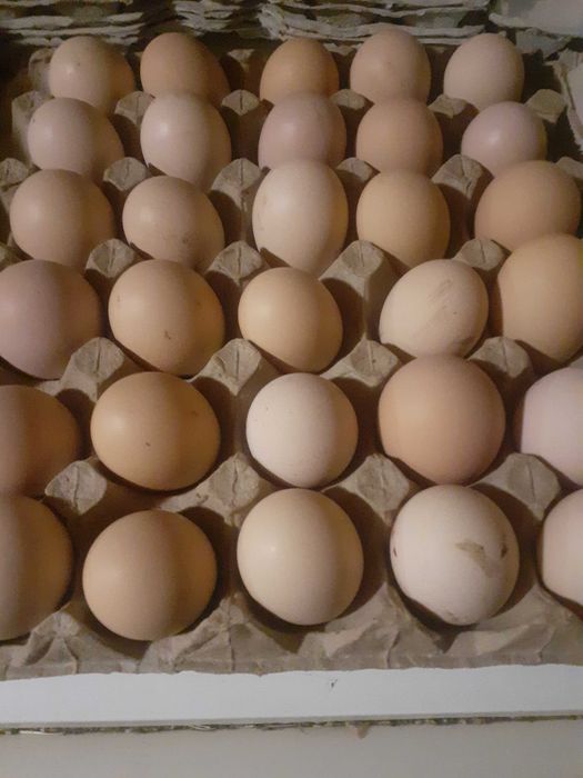 Лівенська ситцева інкубаційне яйце.