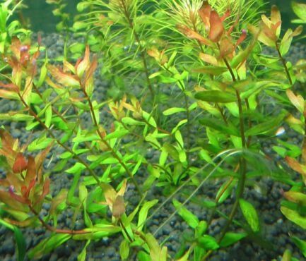 GB Rośliny rotala rotundifolia red/green wiązka lub doniczka kilka sztuk