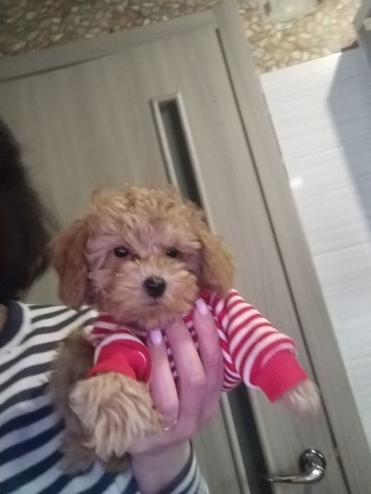 Чудо малыш тойпудель