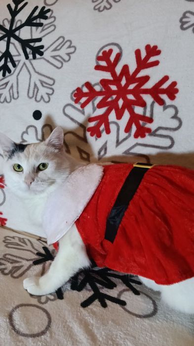 Красивые кошечки из приюта