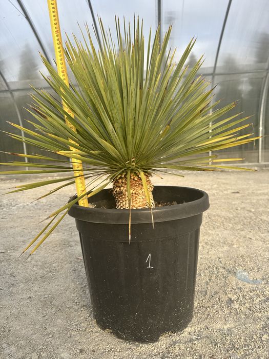 Juka Rostrata Yucca Rostrata. 75cm