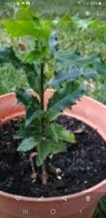 Vendo abacateiro hass azevinho e palmeira