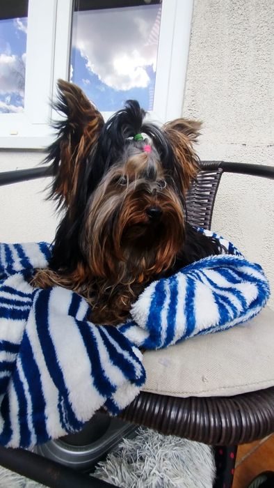 Yorkshire terrier. Piesek 2kg