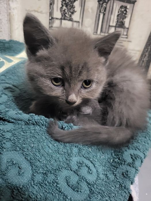 Хлопчик британець