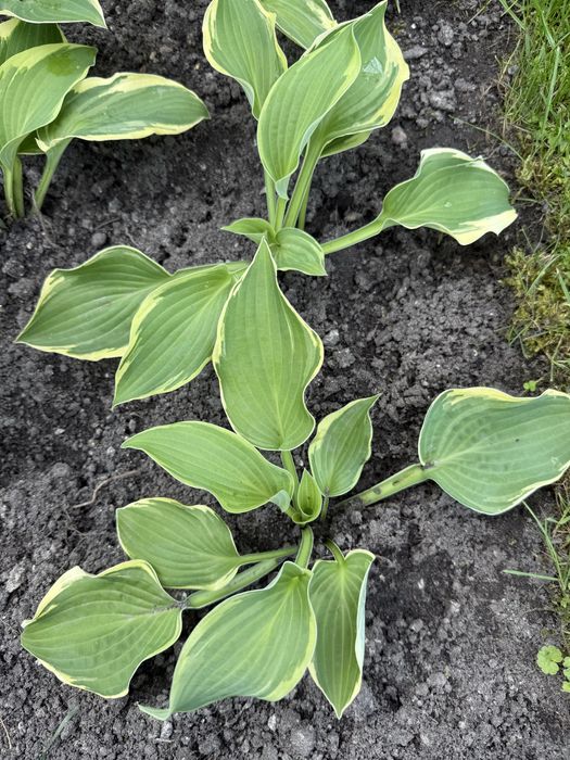 Hosta funkia hosta hosta