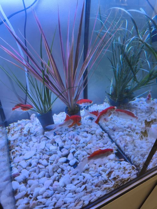 Aquário cascata excelente