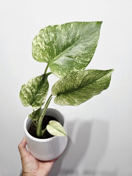 Monstera Deliciosa Mint