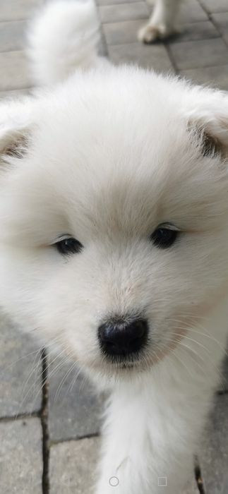 Śliczny  samojed  z rodowodem.  po super rodzicach z zagranicy