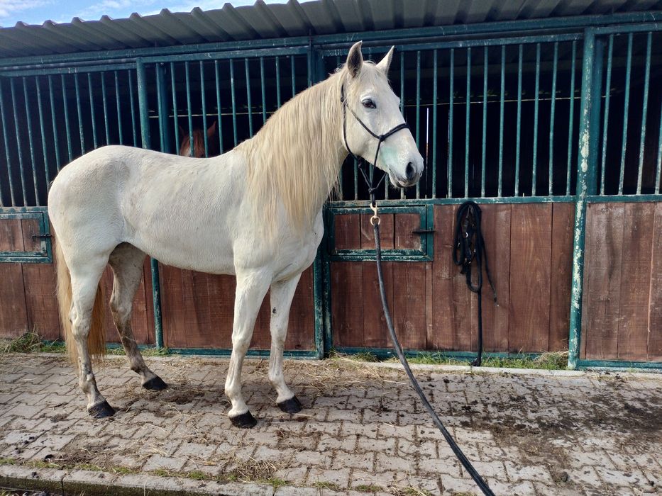 Égua Lusitana com 70.5 Pts Montada