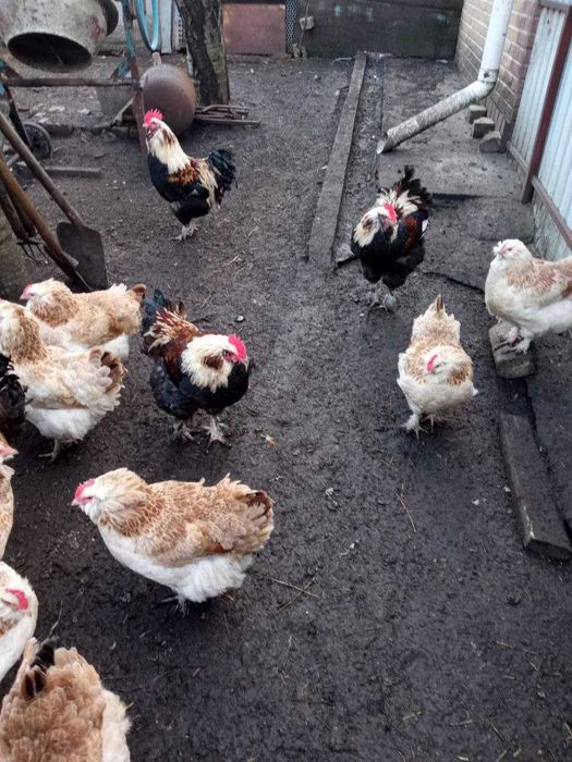 Яйца фаворель лососевый