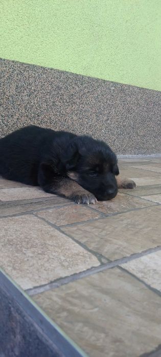 Німецька вівчарка