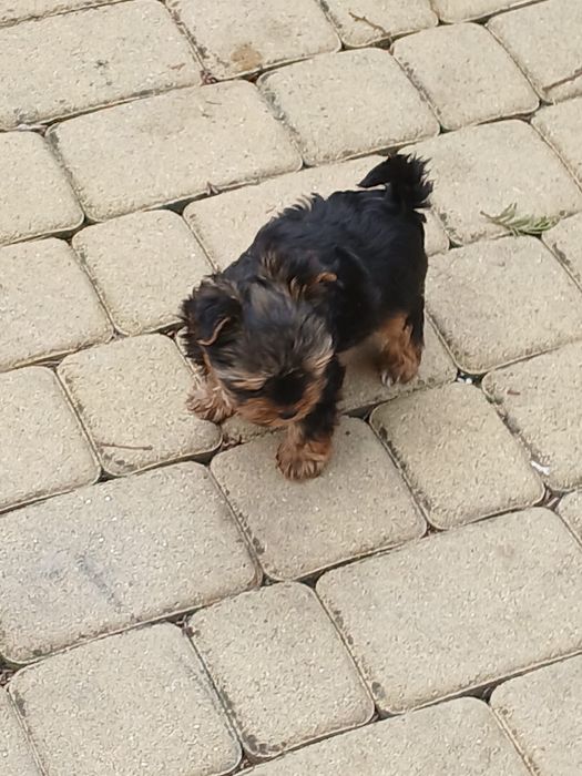 Yorkshire terrier śliczny piesek