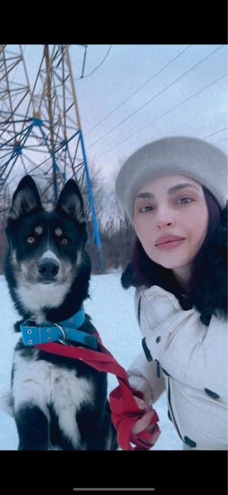 Шукаю дім песику безкоштовно