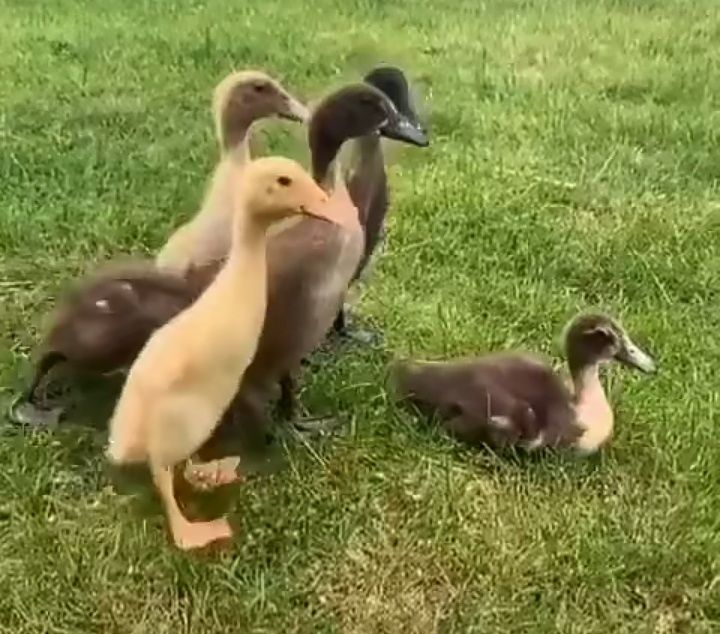 Каченята індійський бігунок