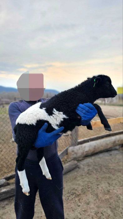 Чистокровний Дорпер, кроси. Барани, ярки, вівці. На росплід, на м'ясо.