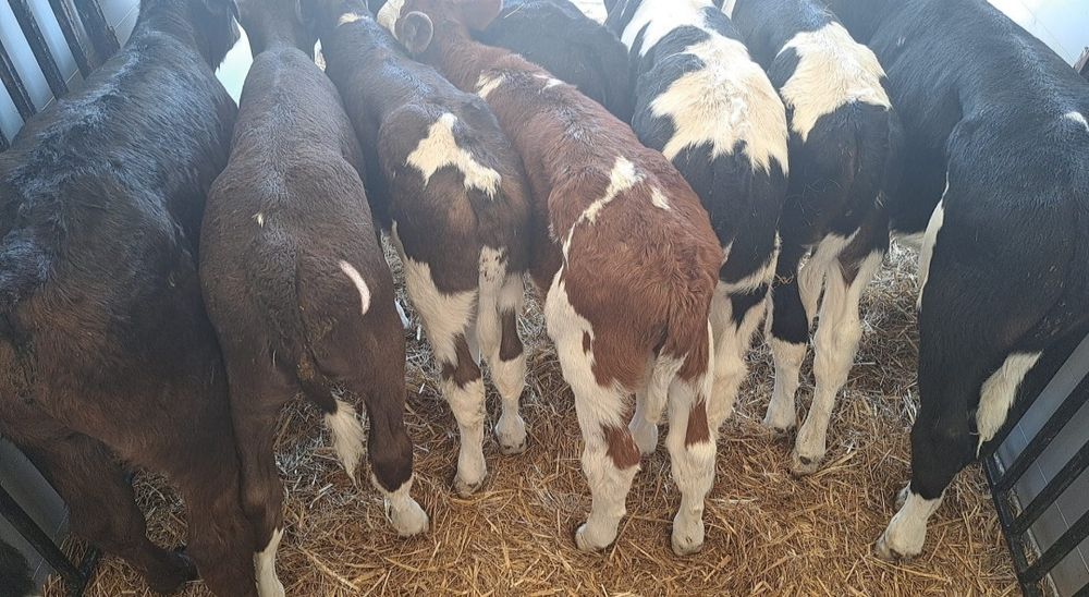 Byczki Jałówki Polskie Oleśnica