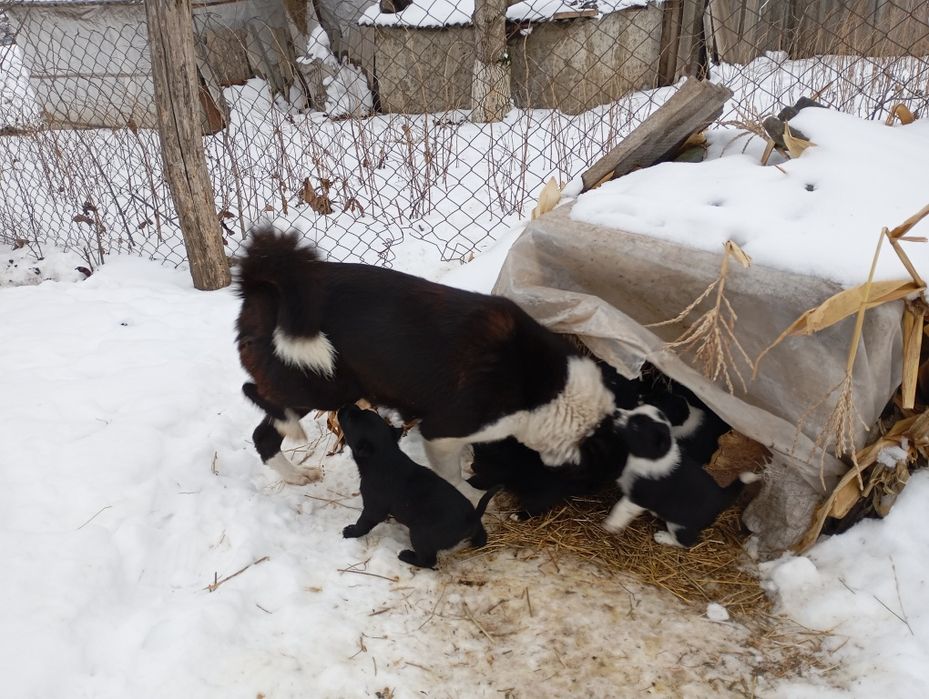 Маю на  продаж щенят рел.