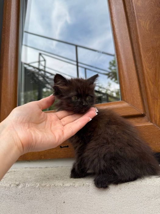 Кошенята у добрі руки