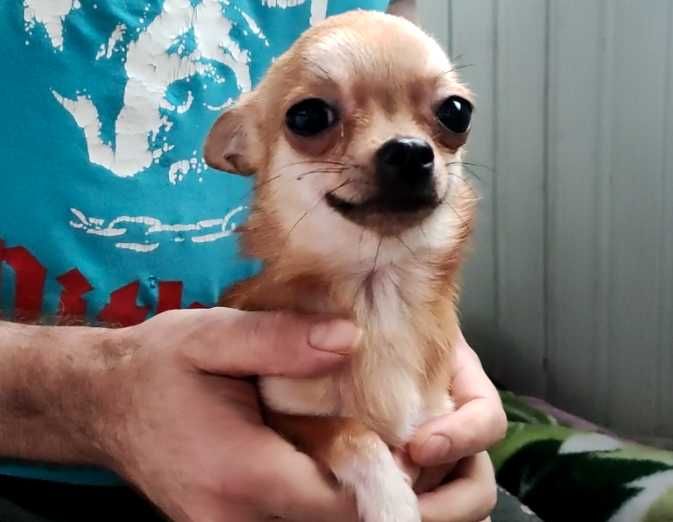 Маленькая девочка чихуа, недорого