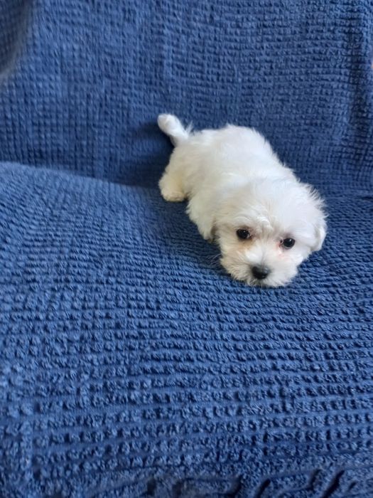 Maltanczyk szczeniak aktualne