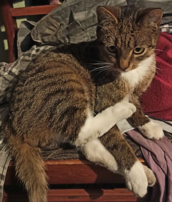 Oddam kota w dobre ręce