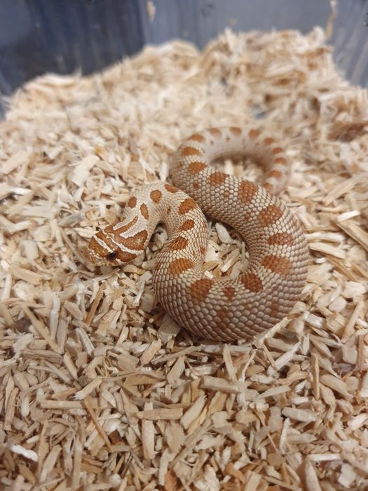Heterodony zachodnie toffee conda 50% het albino