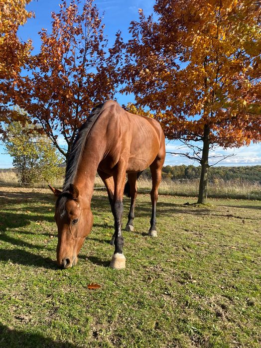 Kochany wałach wielkopolski, 6 letni misiek