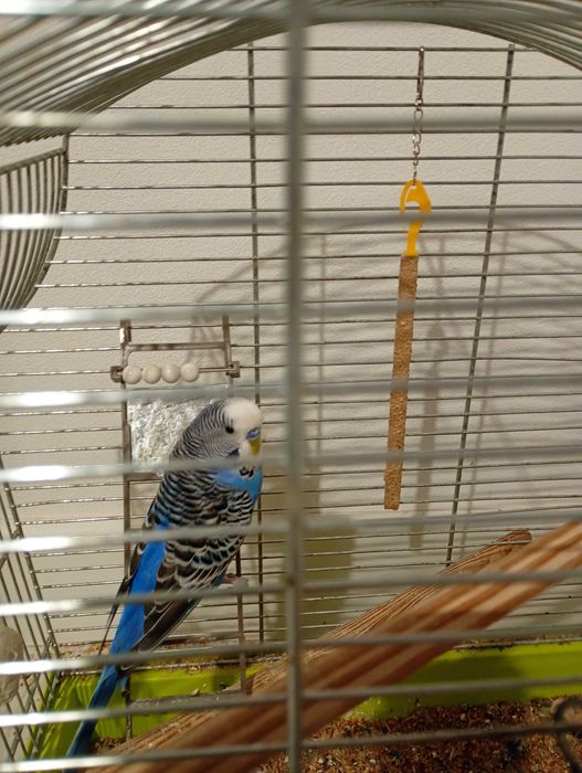 Papugi faliste z klatką