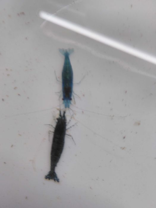 Camarões Blue Dream