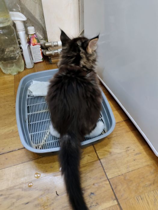 Хлопчинка  Мейнкун