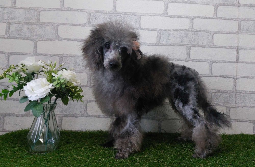 Мраморная (МЕРЛЕ) девочка пудель