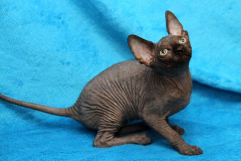 Очень красивы котята