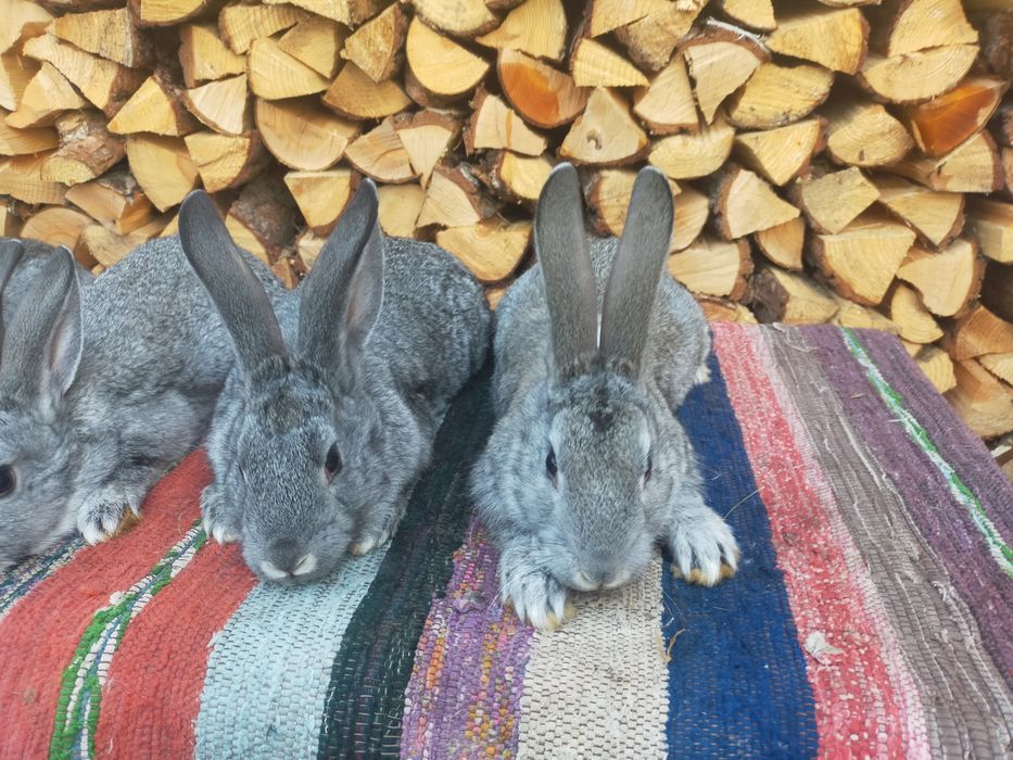 Кролі шиншила та строкачі