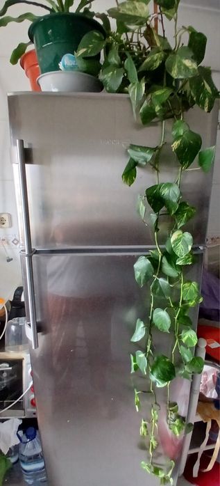 Plantas naturais interior e exterior