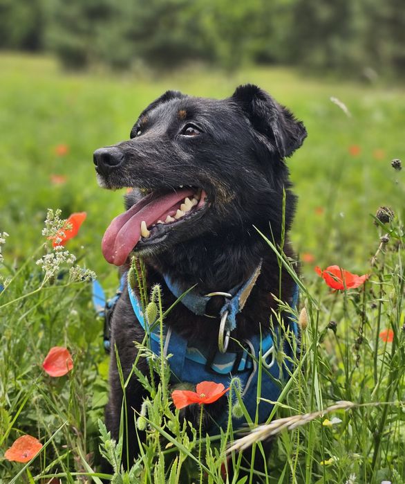 Kminek - niewielki, czarny, uroczy psiak