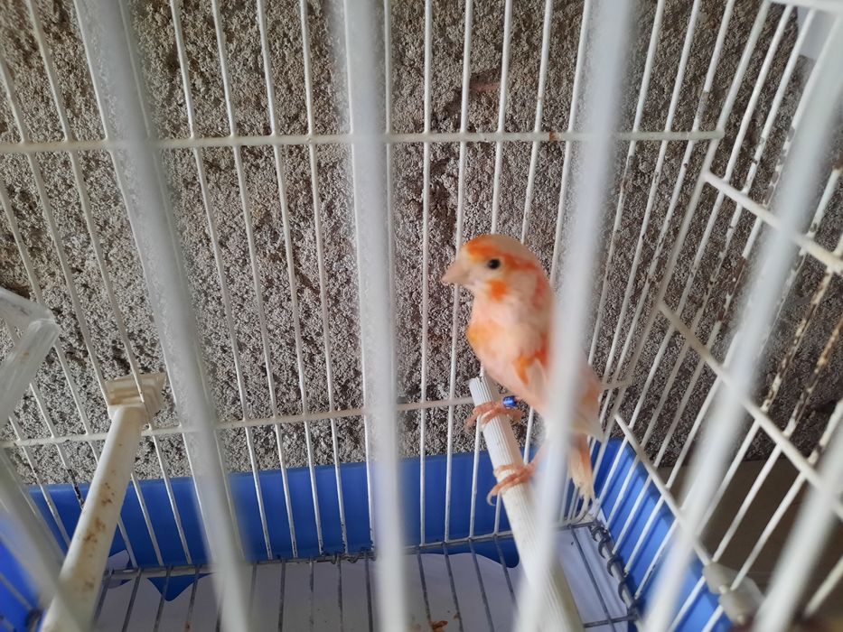 Canários de qualidade