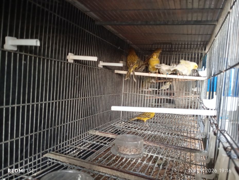 Canários ágata opala amarelo