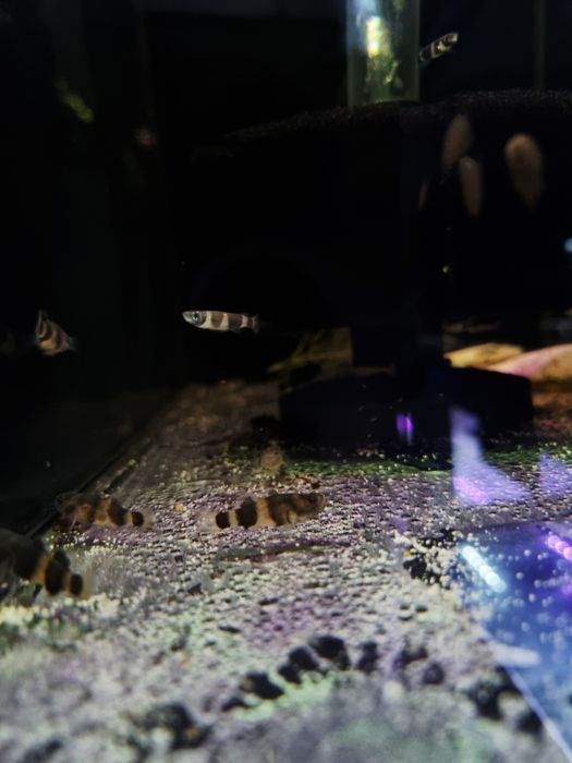 Babka osa (Brachygobius doriae)

)