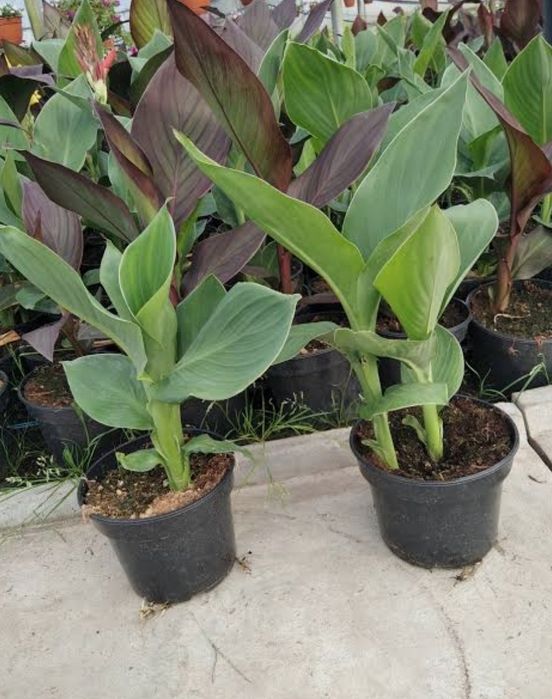 Canna paciorecznik bulwy