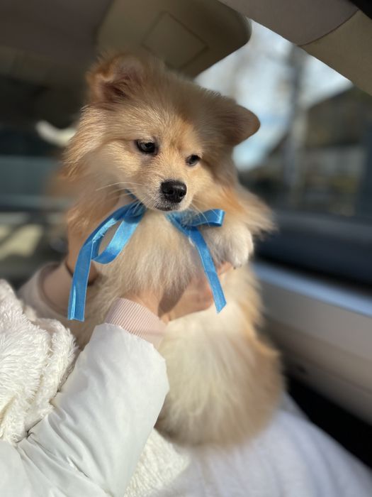 Померанські шпіци — Наймякші лапки цього року