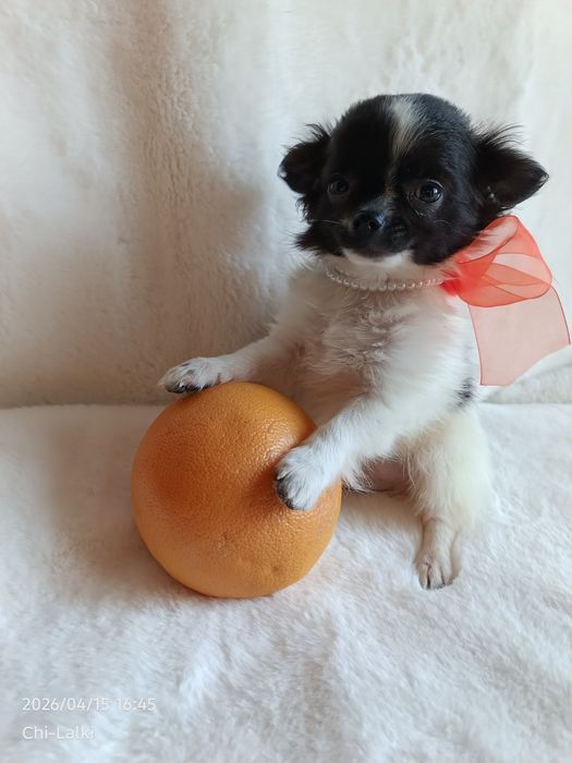 Chihuahua piesek chłopiec samczyk dlugowlosy