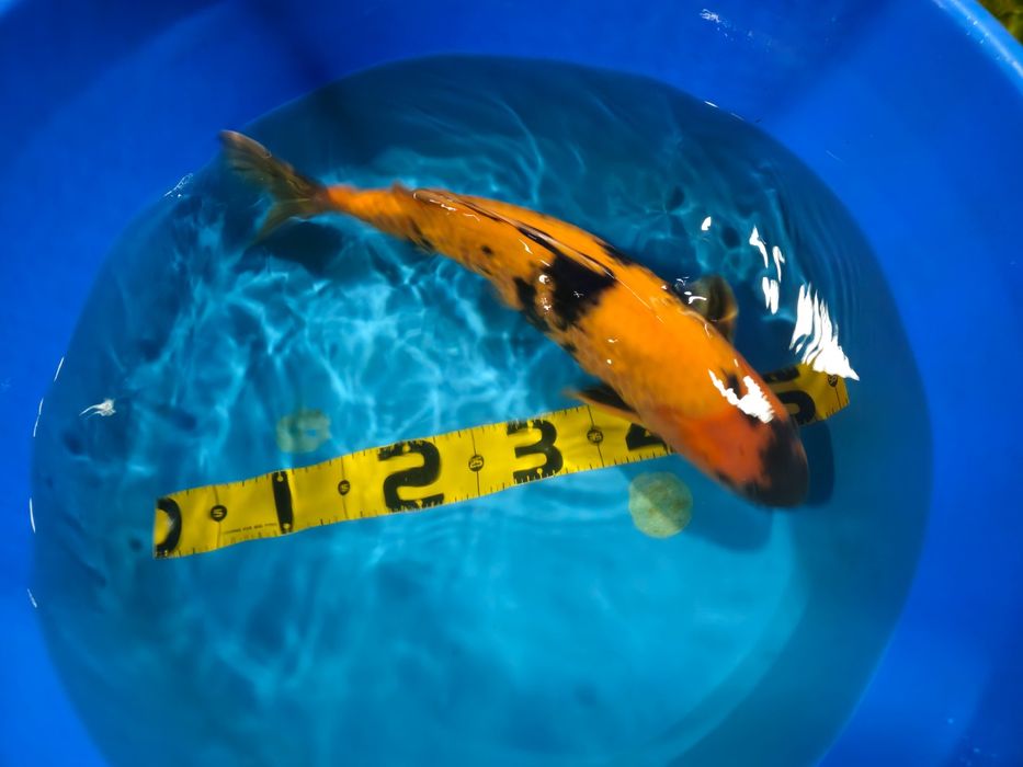 Carpa Koi Hi Utsuri 50cm Japonesa