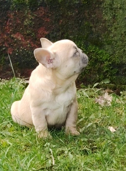 Bulldog Francês Lilac