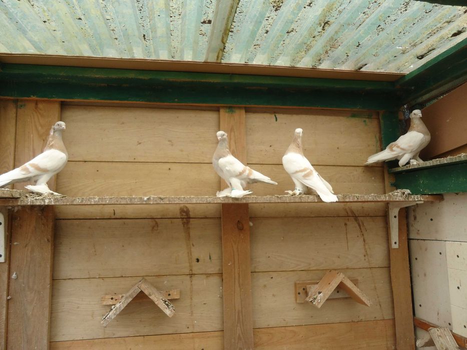 Dryiery czerwone, blauwindry i żałobnik perłowy