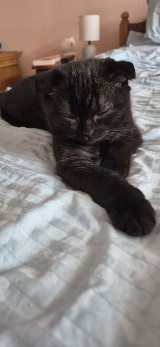 Шотландські Кошенята Scottish straight та Scottish fold
