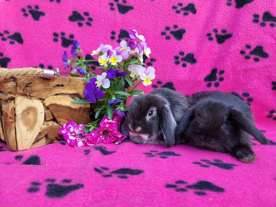 Rasowe króliczki mini lop