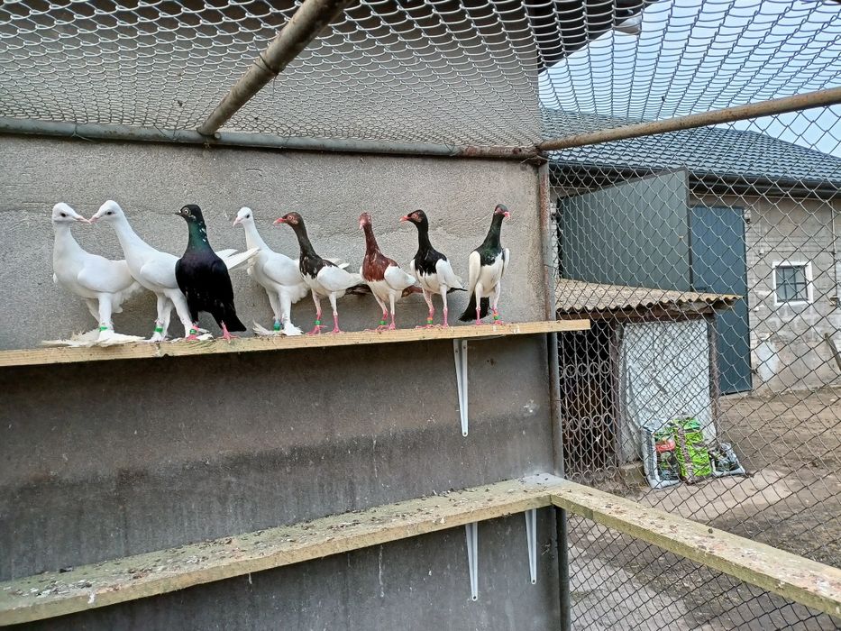 Sroki sroka łowickie