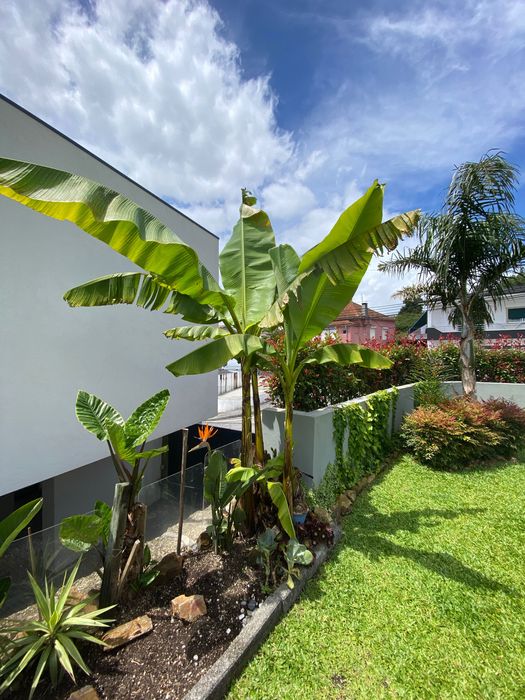 Mudas de Bananeira Ornamental