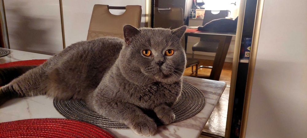 Reproduktor brytyjski FPL